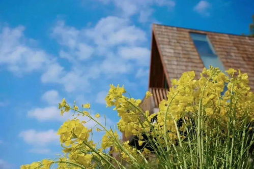 睡進(jìn)至美樹(shù)屋，驚艷一整個(gè)春天 鼻祖級(jí)油菜花海之旅