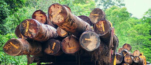 榮興原木家裝定制 雙11匠心鉅惠，尊享自然品質(zhì)生活