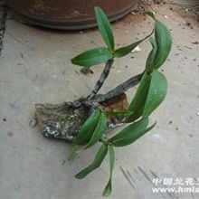 奇根共舞，古木相依 品鑒粗壯精品野生翅梗石斛的盆景藝術(shù)