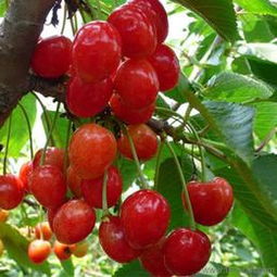 匠心傳承，綠意盎然 探訪山東泰安開(kāi)發(fā)區(qū)森林木苗木中心盆景藝術(shù)