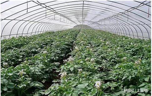 科技賦能，高效栽培 產(chǎn)量倍增、上市提前的盆景蔬菜種植新模式