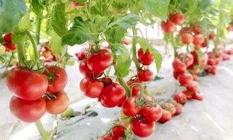 椰糠盆景 無(wú)土栽培技術(shù)如何顛覆傳統(tǒng)蔬菜種植模式