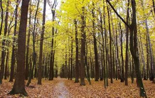 2017年農(nóng)村征地補(bǔ)償新政策 菜田地補(bǔ)償標(biāo)準(zhǔn)最高，花卉用地如何認(rèn)定？